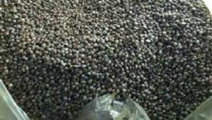 نگهداری-بذر-یا-گرز-مواد-مخدر
